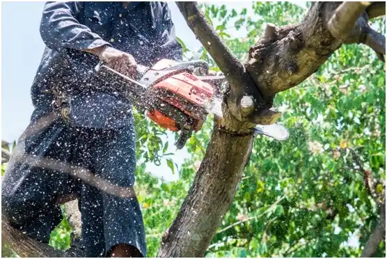 tree services Mayville